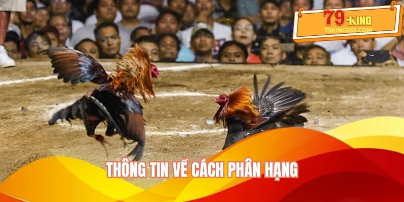 Đá gà mạng quy định phân hạng Đá gà mạng quy định phân hạng
